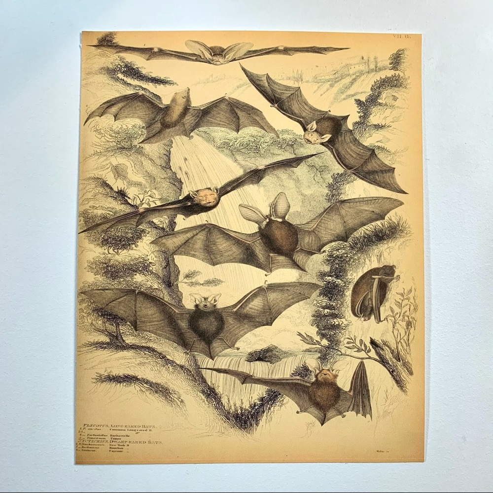 Vintage Biodiversity Bat Scientific Chart 8x10 Print